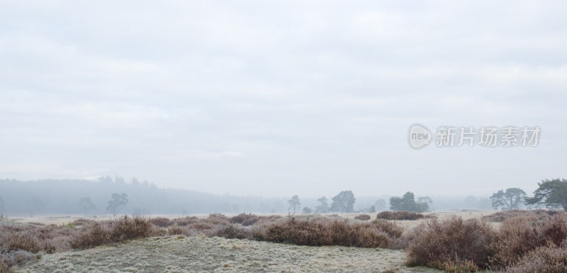 荷兰风景:冬天的石南花(Hoge Veluwe)